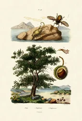 Agnbug, 1833-39